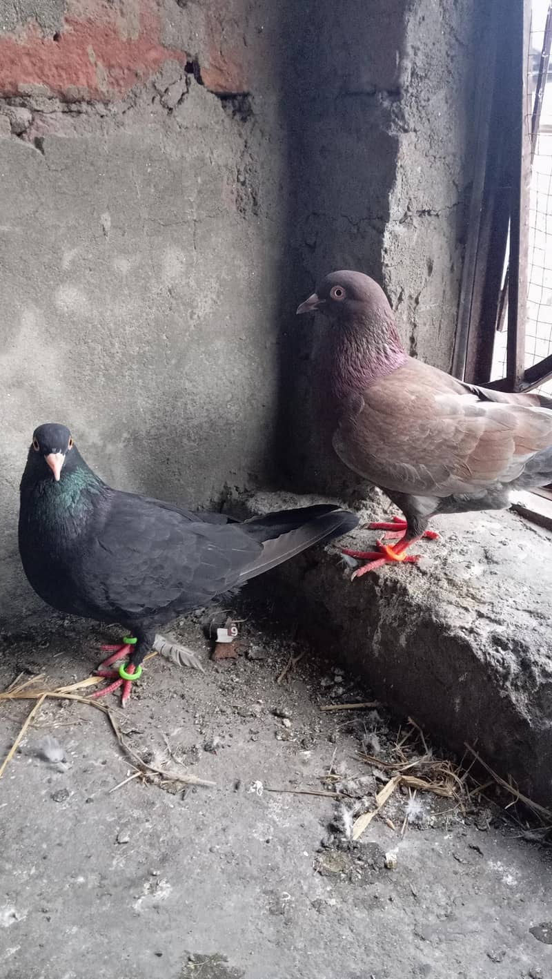 Piegons with chicks 3