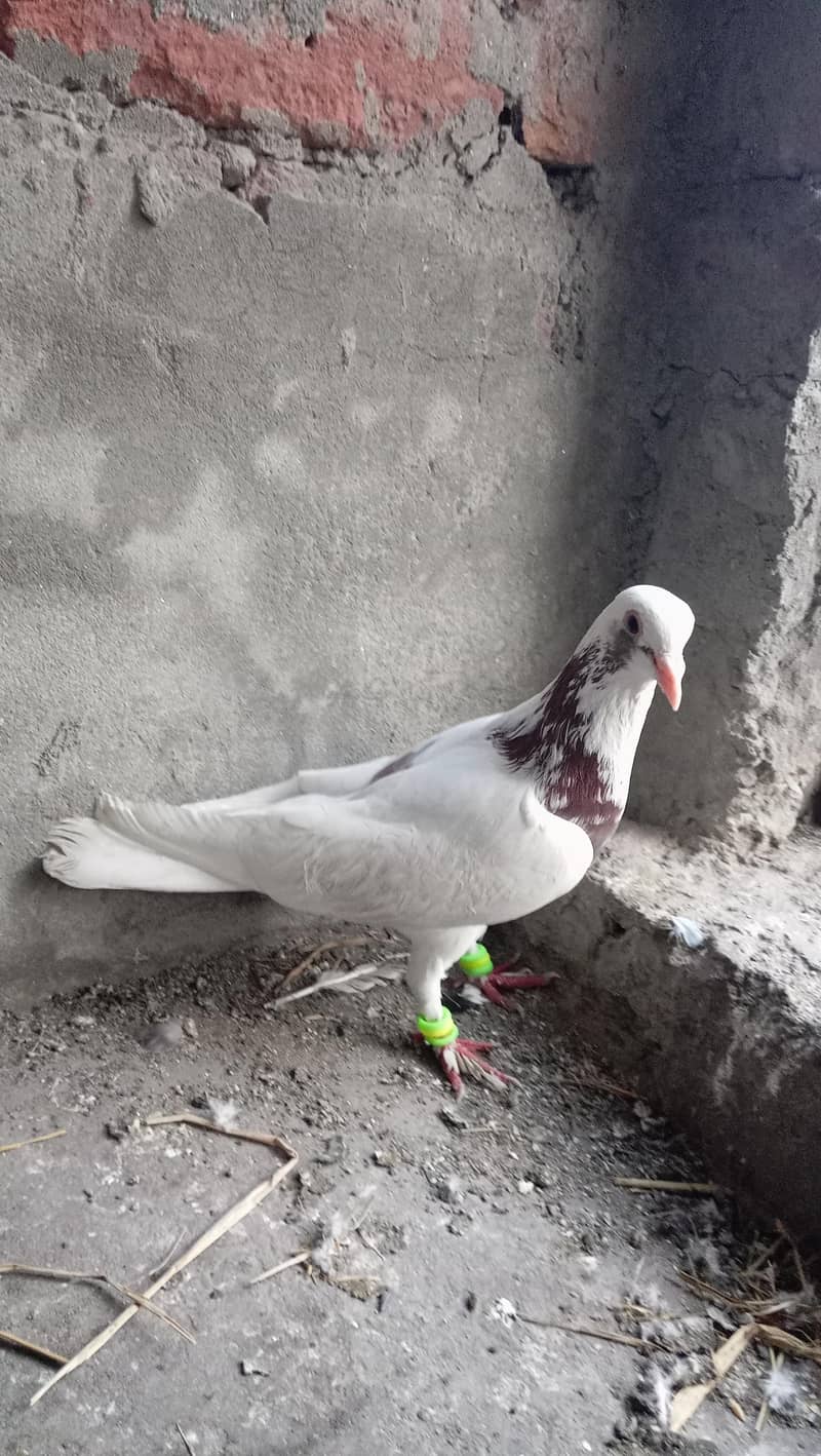 Piegons with chicks 4