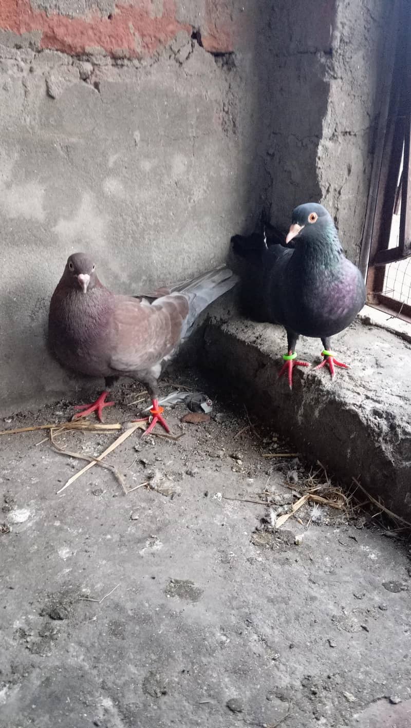 Piegons with chicks 5