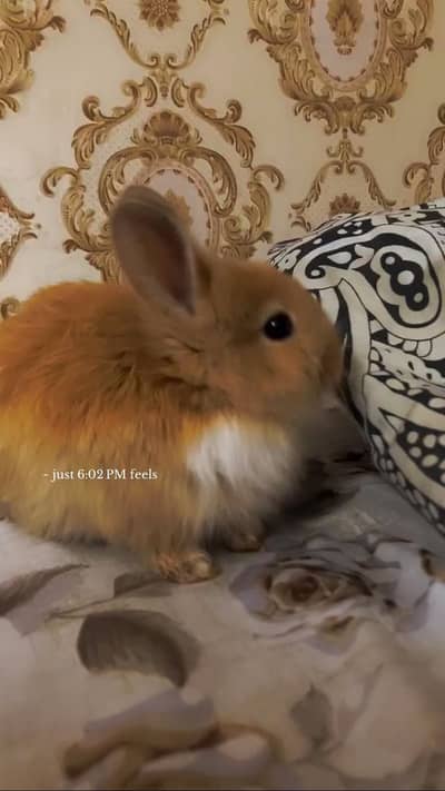 Brown rabbit angora and Amiracan lap mix breed