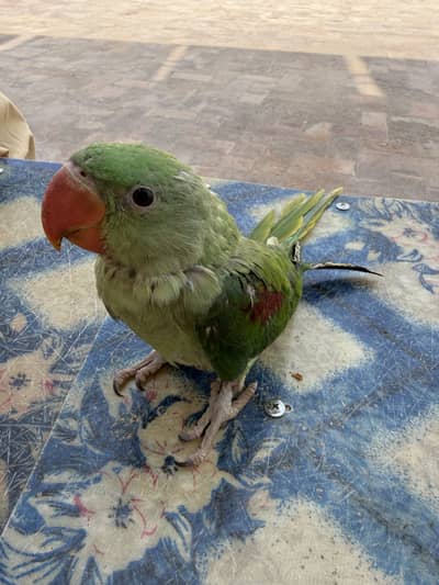 Raw  parrot for sale