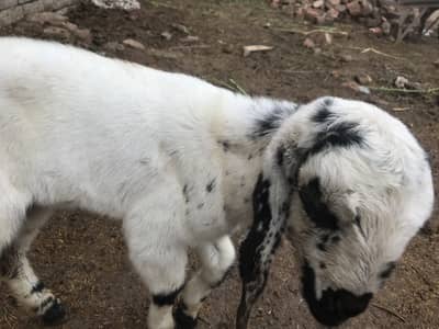 Desi 2 baby bakri 1 bi bkr |3 baby bakriii  |1 baby bakri | 11 bakerii