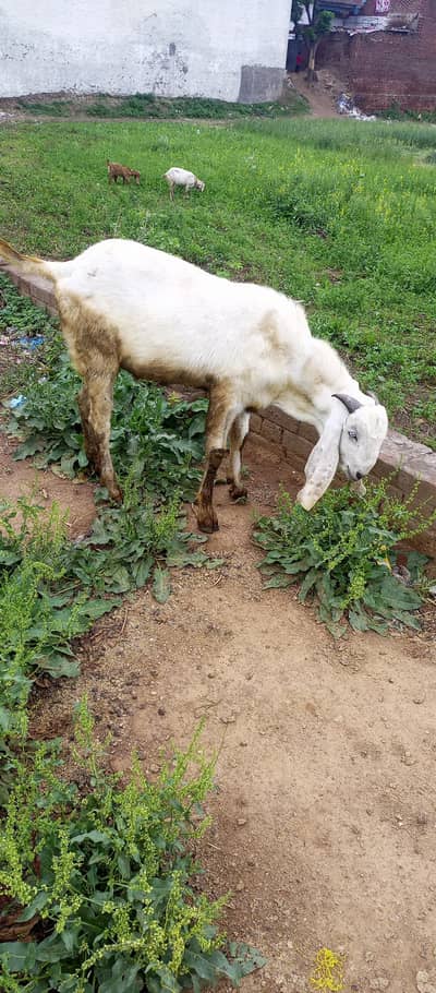 Goat بکرے