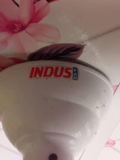 INDASFAFNEWCANDESHOKFANHAI