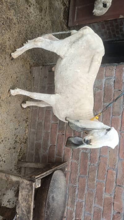 khobsurat desi chatry qurbani walywaly 03219404118