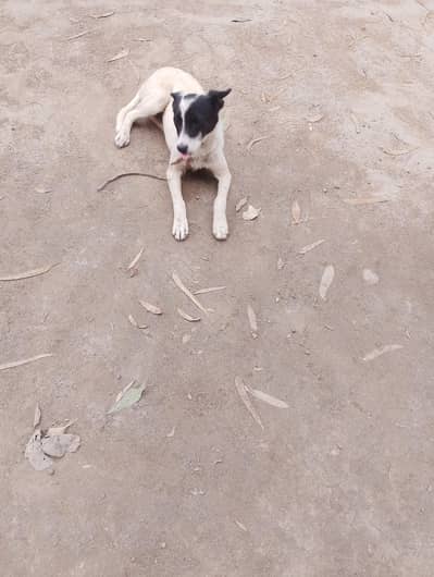 little dog mix breed