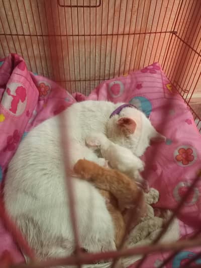 cat for sale 3 baby  bhe han shat