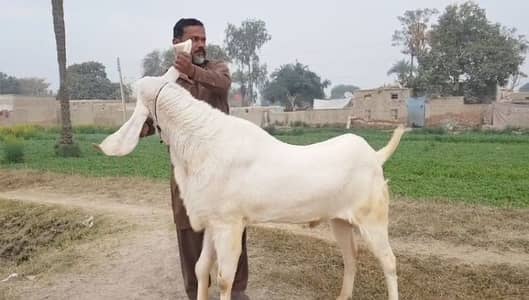 Gulabi Bakra For Sale - 2 Teeth - High Quality - call me 03460423873