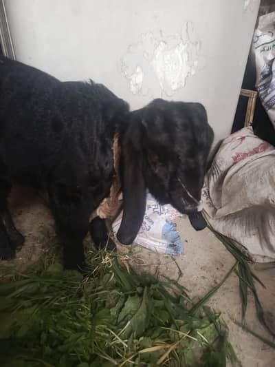 black bakra available for sale urgent