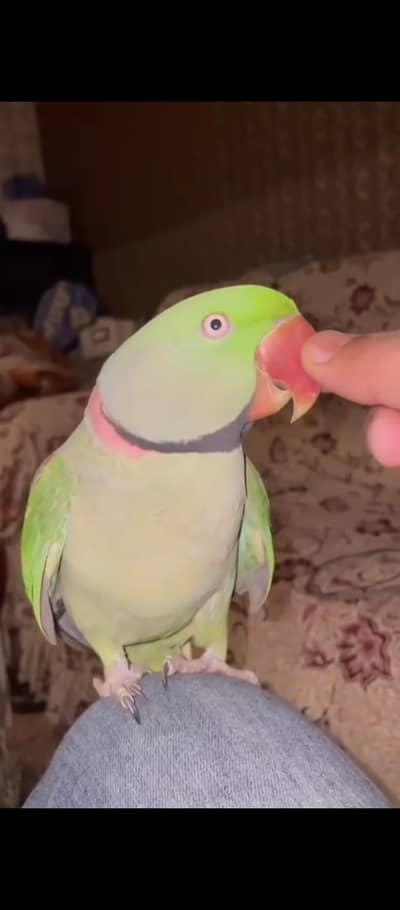 Raw Fully talking Tame Breader Mail