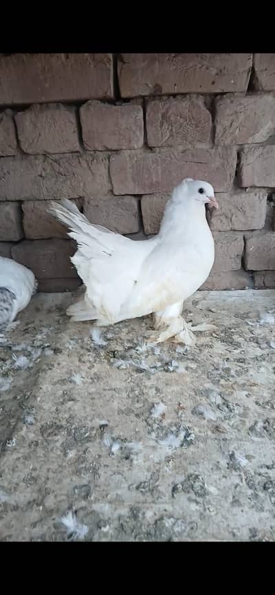 white American single chik o kali