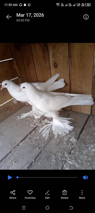 white pamorien chicks pair:4000+white pamorien breeder male:3000