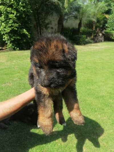 German Shepherd | black German Shepherd puppies pair | gsd puppy | dog
