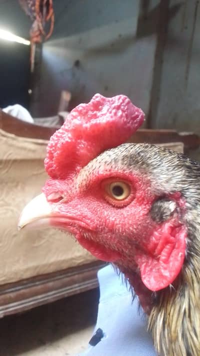 Desi aseel golden murga