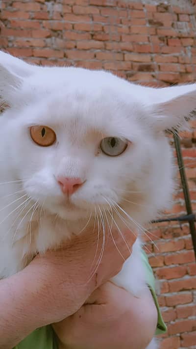 dubble Eyes dubble cotetd most activ and beautifui face