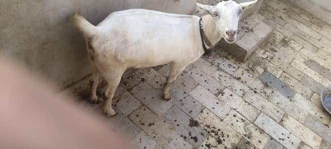 Mundi tedi bakri white ayes