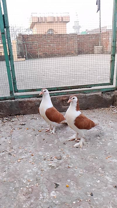 sharzi and king pair