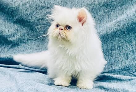 CFA lines Peke Kitten Available