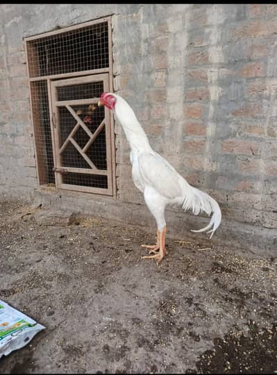 Heera Aseel for  sale