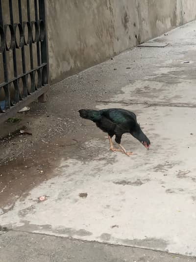 black aseel murgi urgent sale