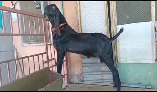 Jet Black Heavy Bakra - 2 Teeth - Top Quality - call me 03460423873