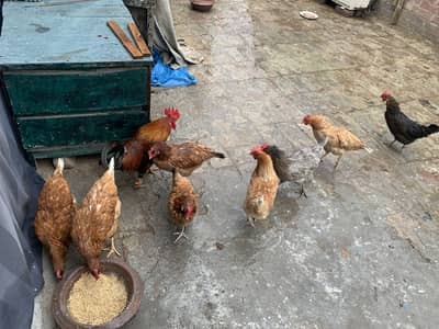 1 rooster and 8 hens for sale