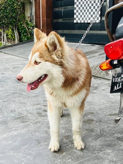 Siberian Husky Dogs Pair