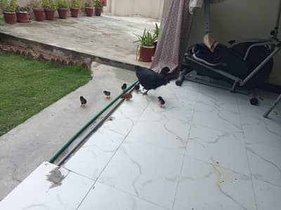 aseel mianwali breeds in islamabad F11  near golra