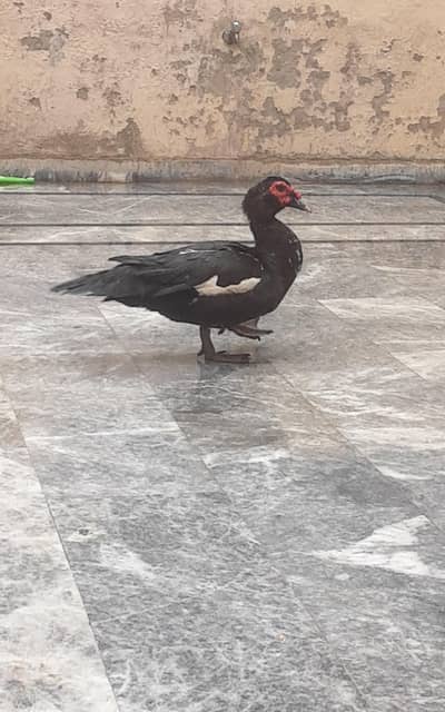 muscovy ducks breeding pair