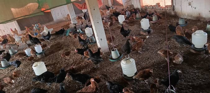 lohman browns egg laying female