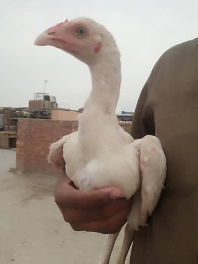 Aseel Heera Patha 03026903080