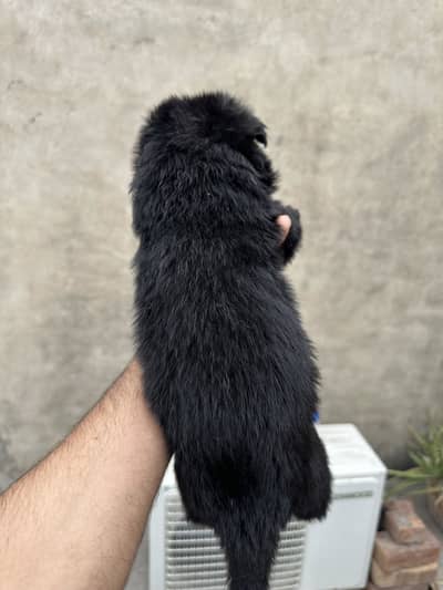 German shepherds puppy Age 30 days