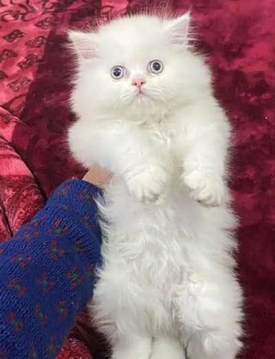Persian female kitten for sale My WhatsApp number 0329-26-68-929