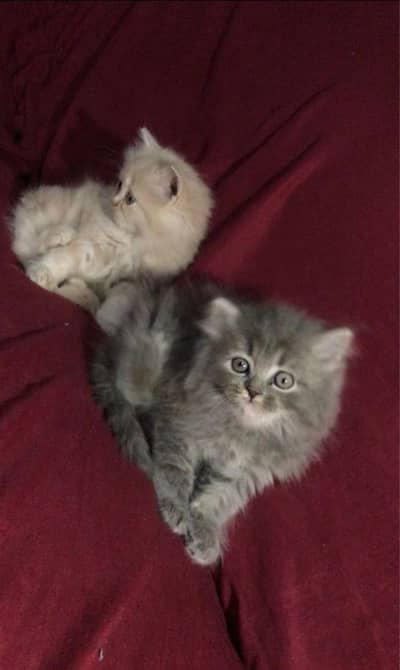 Triple Coat Extreme Quality healthy and vacinated Kittens