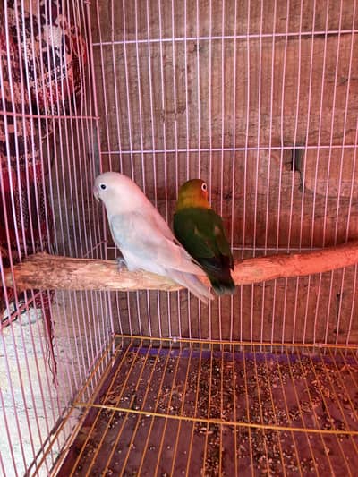 only 2500 Breeder pair whatsapp 03153908411
