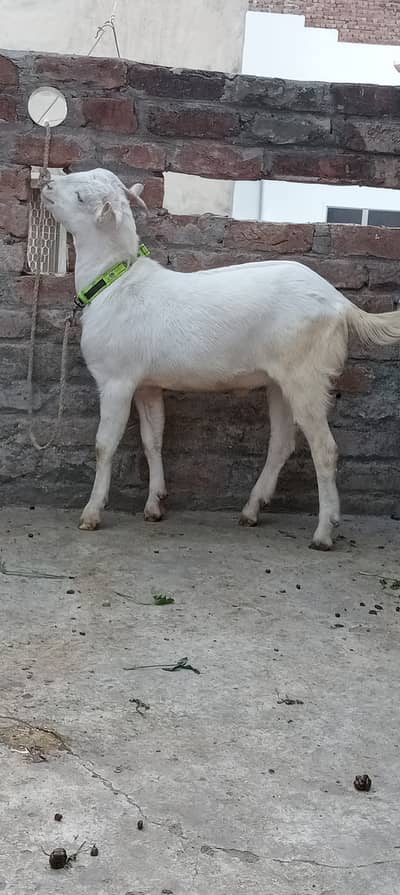 White Taddy Bakra