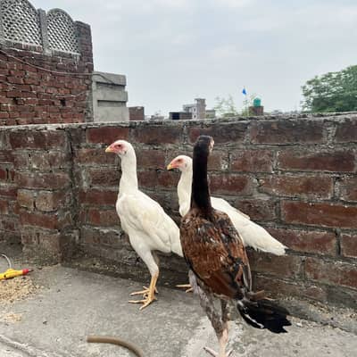 Shamo dragon thai barmi kamalia aseel 03044926161