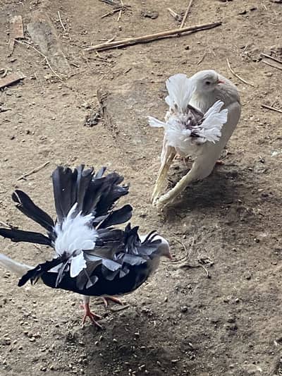 English faintail breeder pair 03115733578 whats