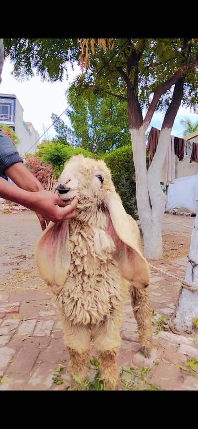 Kajla|Chatra |Bakra |