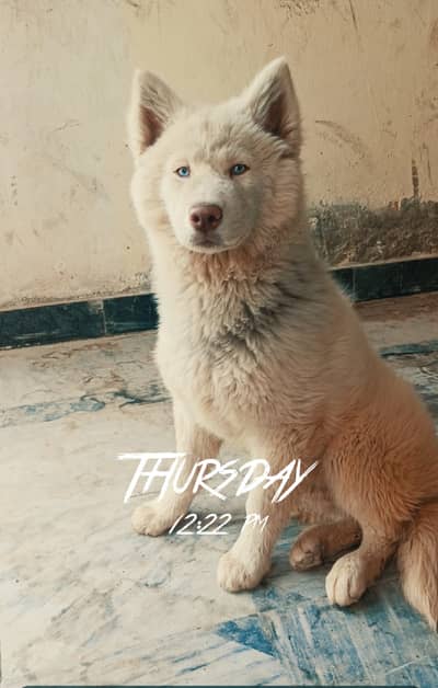 Siberian Husky female | Blue Eyes | wolly coat |  white puppy for sale
