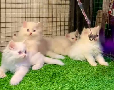 Cat Persian Persian kittens Blue eyes long hair 03/40\58/786\97