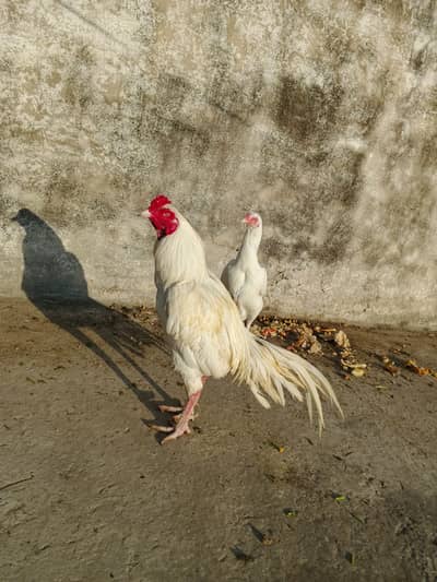 aseel | pakistani aseel |  heera aseel | black aseel | white aseel | h