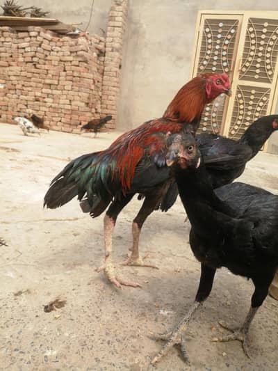 1 aseel murga for sale