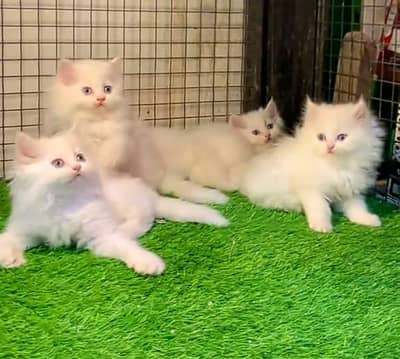 Cat Persian Persian kittens Blue eyes long hair 03/40\58/786\97