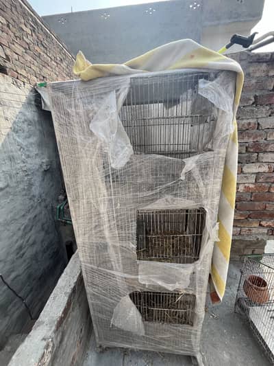 Sherazi pegion for sale