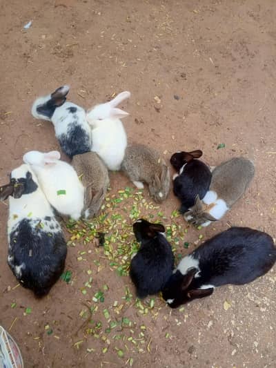 3 Monts rabbit Bunny