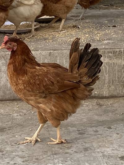 12 murgia or 1 murga