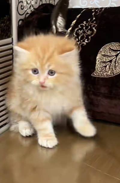 Cat Persian Persian kittens Blue eyes long hair 03/40\58/786\97