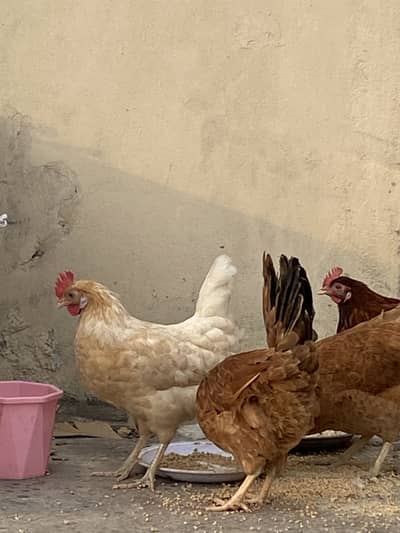 12 murgia or 1 murga