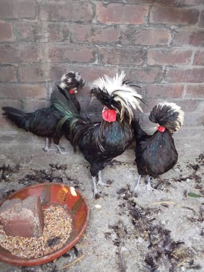 golden buff White buff Black polish for  sell